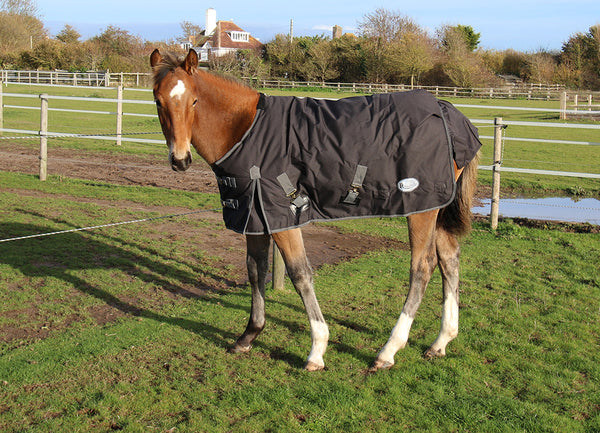 Rhinegold 'Konig' 200g Small Pony/Foal Outdoor Rug