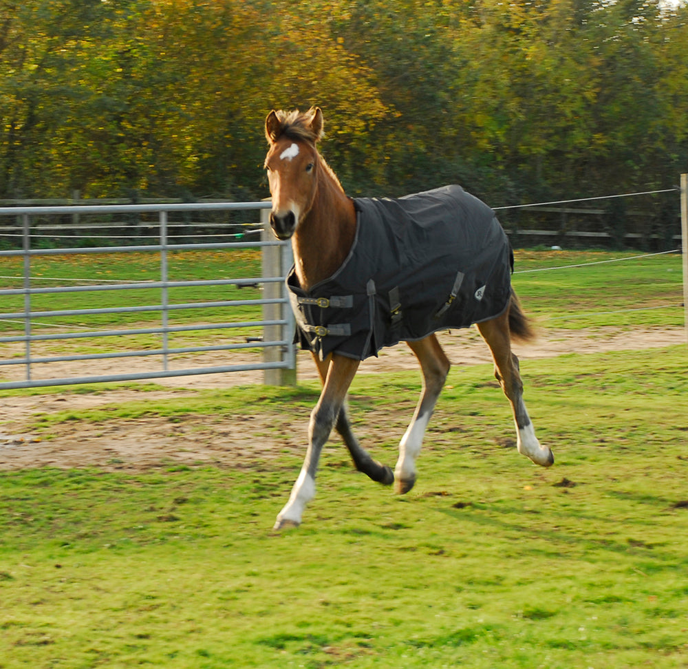 Object Rug Foal Rhinegold 'Konig' 200g Small Pony/Foal Outdoor Rug – Equi Med Pro