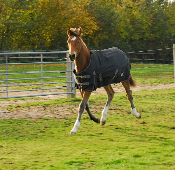 Rhinegold 'Konig' 200g Small Pony/Foal Outdoor Rug