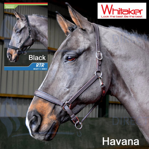 Whitaker Leather Headcollar Ready to Ride